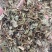 肺形草中药材批发血见愁双蝴蝶蝴蝶草肺形草粉代客磨粉
