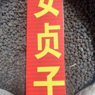 女贞子中药材批发优选原产地当季新货干净去除杂质