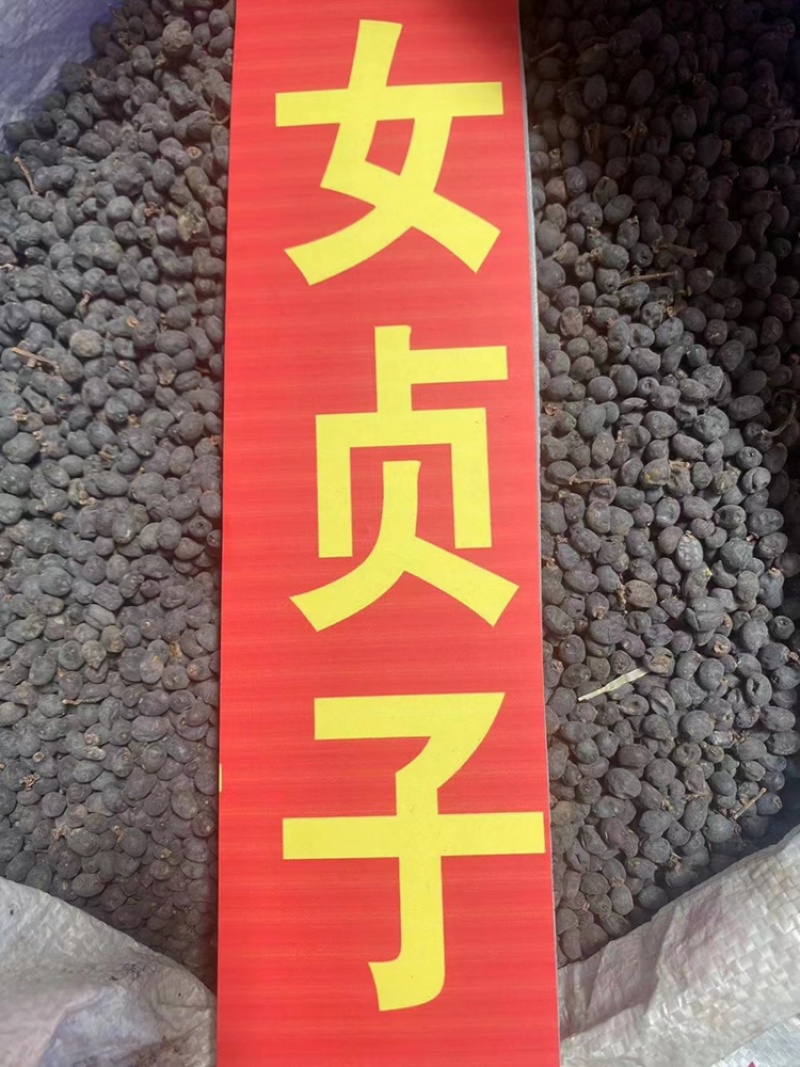 女贞子中药材批发优选原产地当季新货干净去除杂质