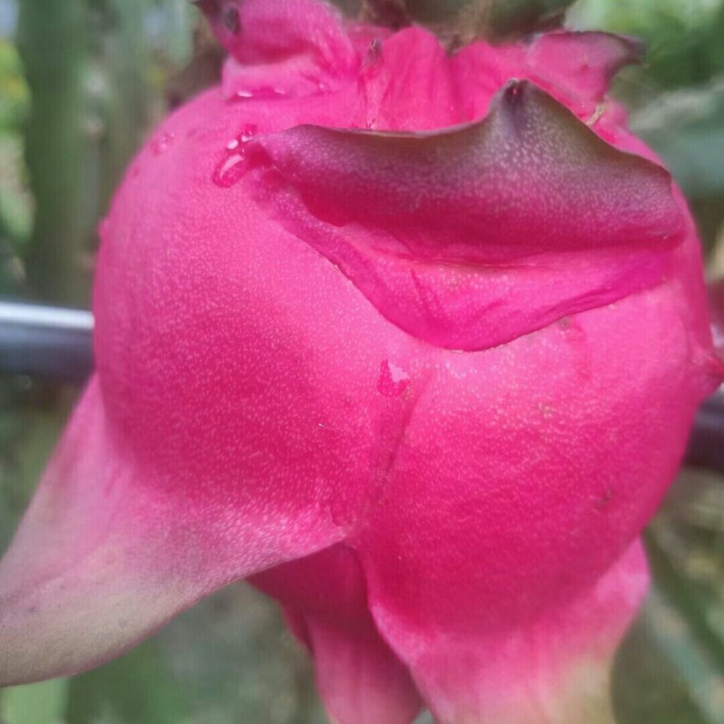 火龙果