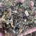 溪黄草中药材批发风血草黄汁草溪沟草溪黄草粉代客磨粉