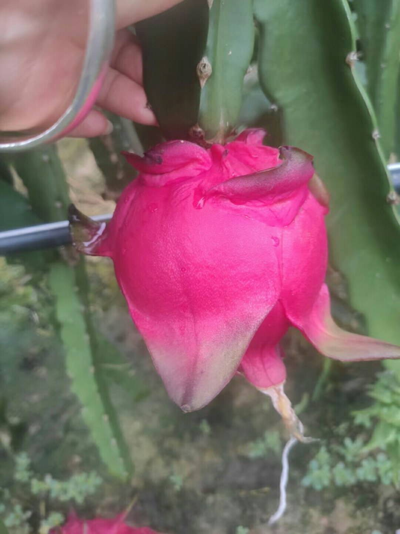 火龙果