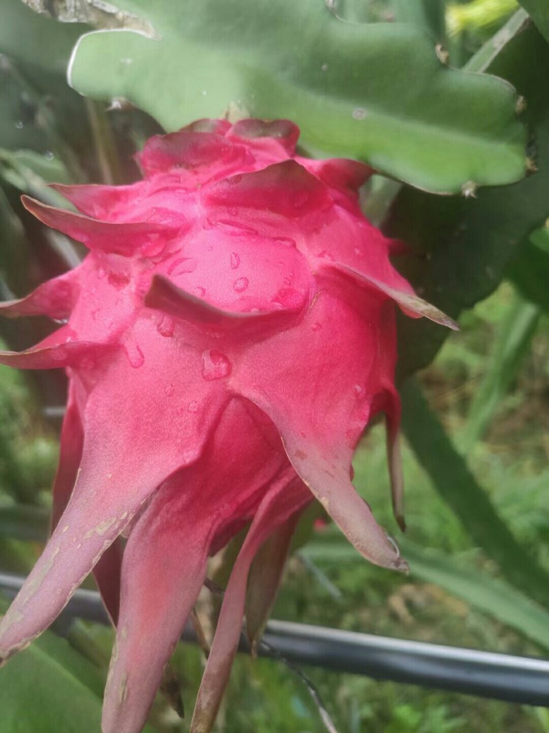 火龙果