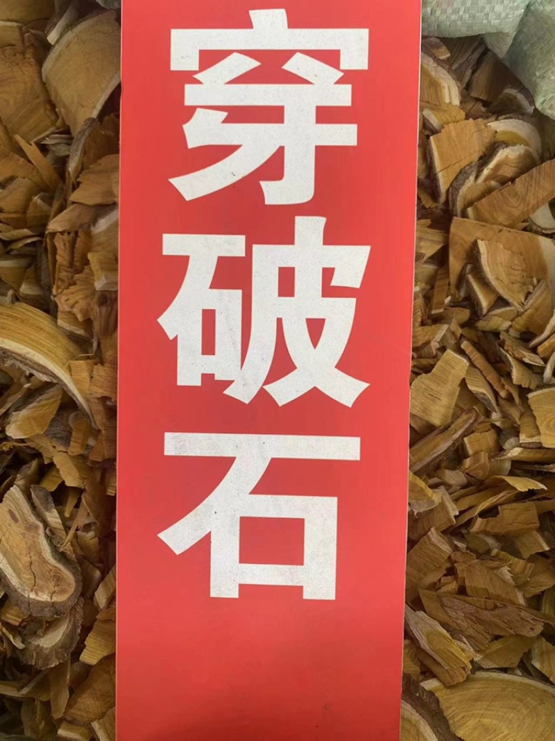 穿破石中药材批发川破石柘根地棉根穿破石粉代客磨粉
