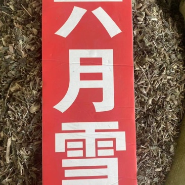 六月雪中药材满天星白马骨碎叶冬青六月雪粉代客磨粉