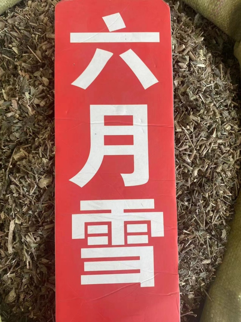 六月雪中药材满天星白马骨碎叶冬青六月雪粉代客磨粉