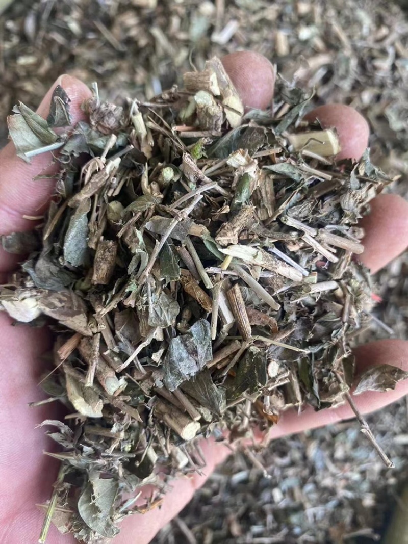 六月雪中药材满天星白马骨碎叶冬青六月雪粉代客磨粉