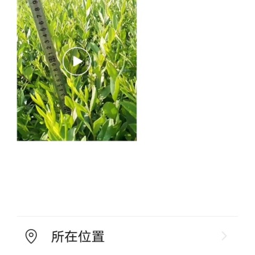 卖水蜡苗，诚信经营，另有黄水蜡紫水蜡，卫毛子！