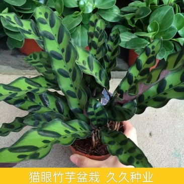 猫眼竹芋盆栽植物室内水培红叶喜阴客厅桌面办公室彩叶观叶