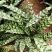 猫眼竹芋盆栽植物室内水培红叶喜阴客厅桌面办公室彩叶观叶