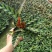 猫眼竹芋盆栽植物室内水培红叶喜阴客厅桌面办公室彩叶观叶