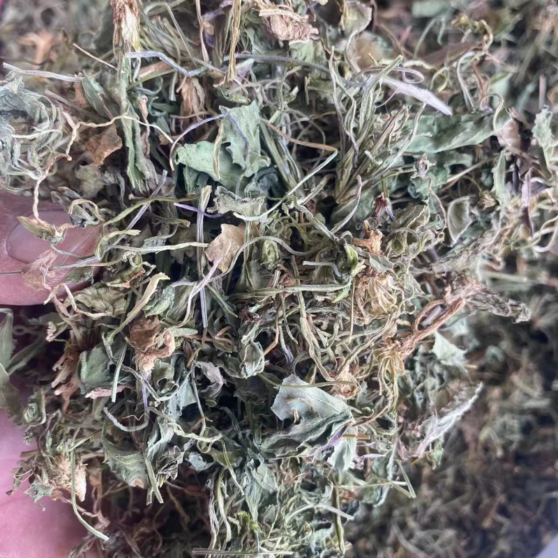 紫花地丁野生中药材野堇菜光瓣堇菜紫花地丁粉代客磨粉