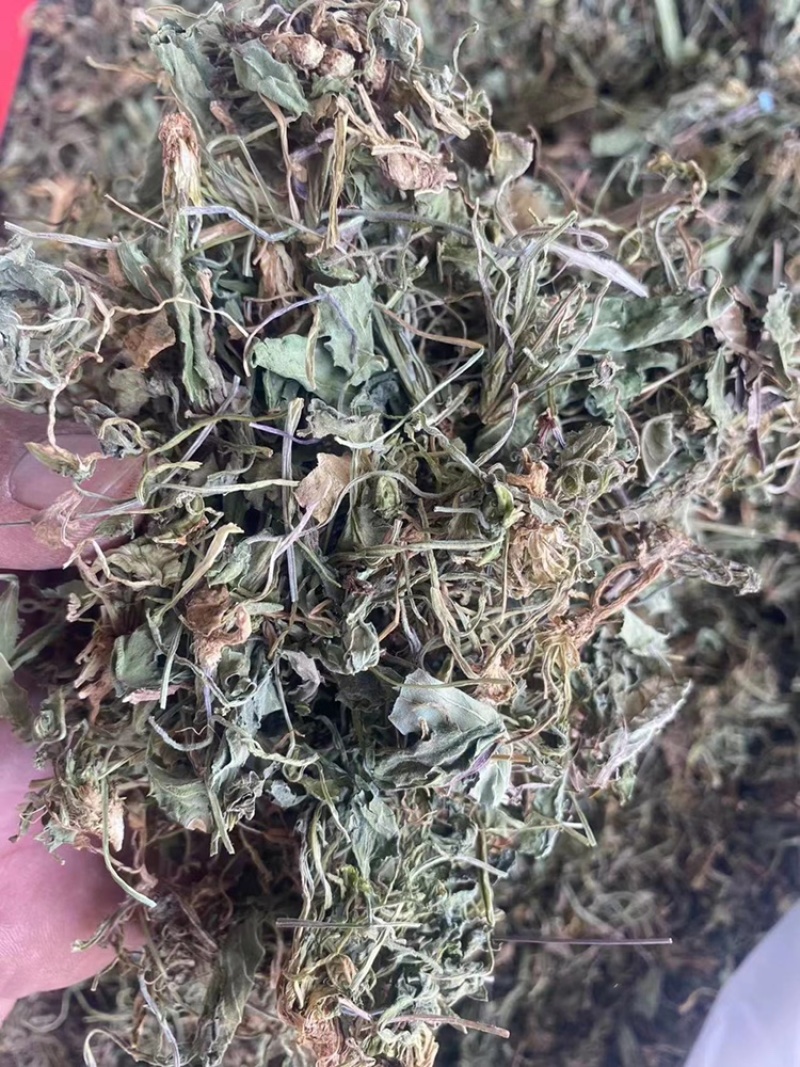 紫花地丁野生中药材野堇菜光瓣堇菜紫花地丁粉代客磨粉