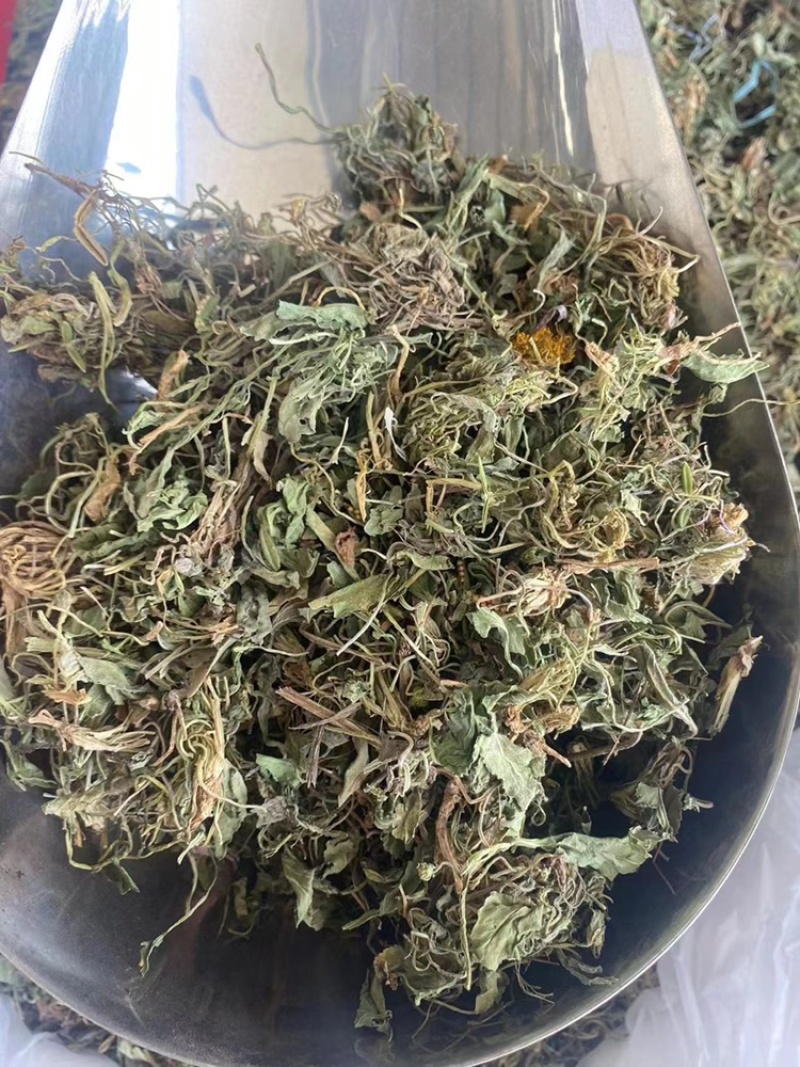 紫花地丁野生中药材野堇菜光瓣堇菜紫花地丁粉代客磨粉