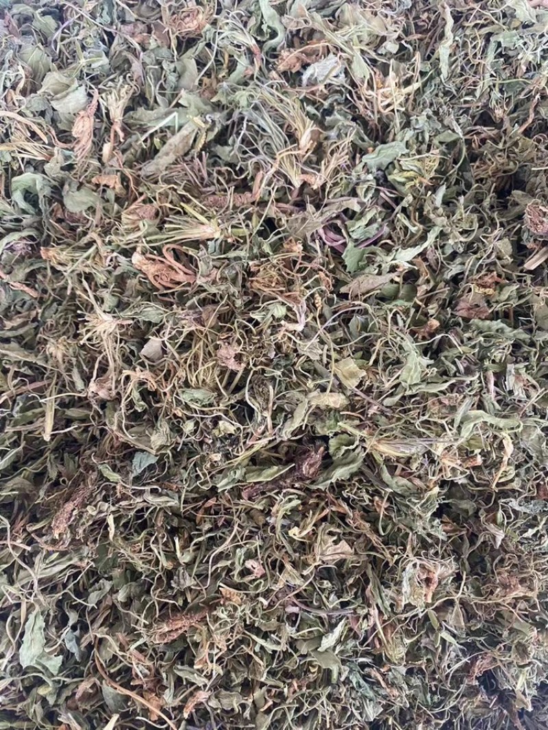 紫花地丁野生中药材野堇菜光瓣堇菜紫花地丁粉代客磨粉