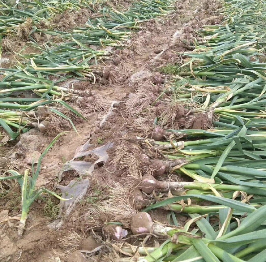蒜苗割收后蒜头仍在继续发育 蒜苗割收后的蒜头发育