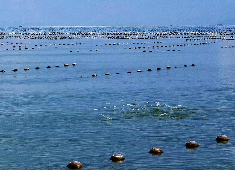 一片宁静的海边养殖场,工人正在检查悬挂式生蚝养殖架,背景是蓝天白云下的海面 生蚝养殖场实景图