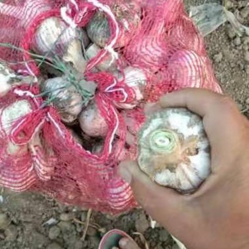 大量供应中混级毛蒜