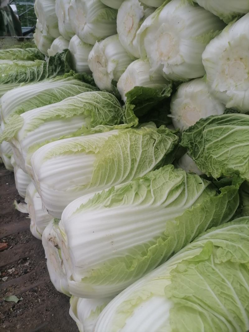 黄心白菜品优保质保量