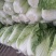 黄心白菜品优保质保量