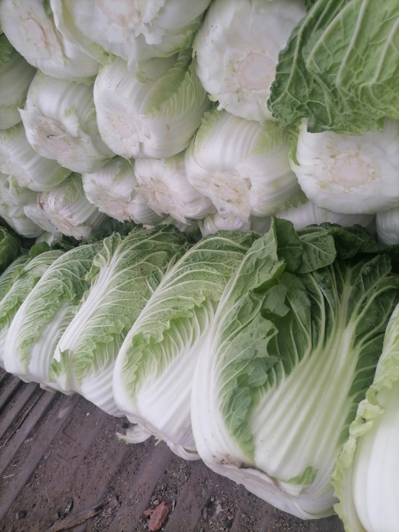 黄心白菜品优保质保量