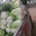 黄心白菜品优保质保量