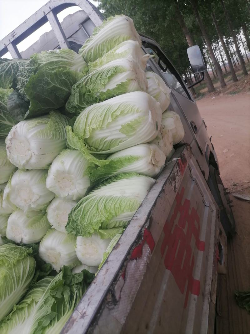 黄心白菜品优保质保量