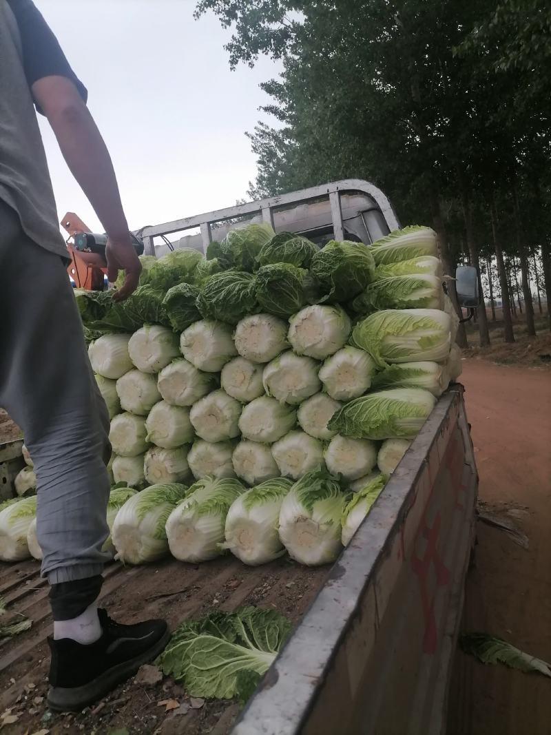 黄心白菜品优保质保量