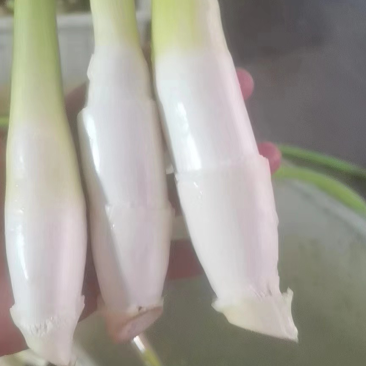 茭白笋电商平台茭白全面价格超低供货平台茭白商超茭瓜高瓜