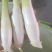 茭白笋电商平台茭白全面价格超低供货平台茭白商超茭瓜高瓜