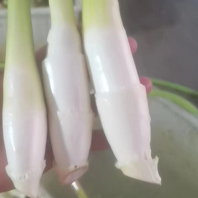 茭白笋电商平台茭白全面价格超低供货平台茭白商超茭瓜高瓜