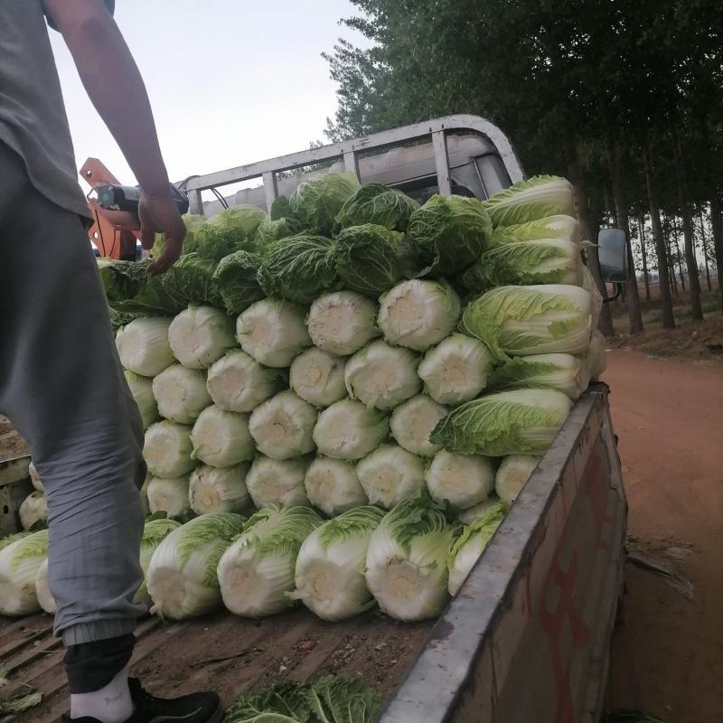 黄心白菜品优保质保量