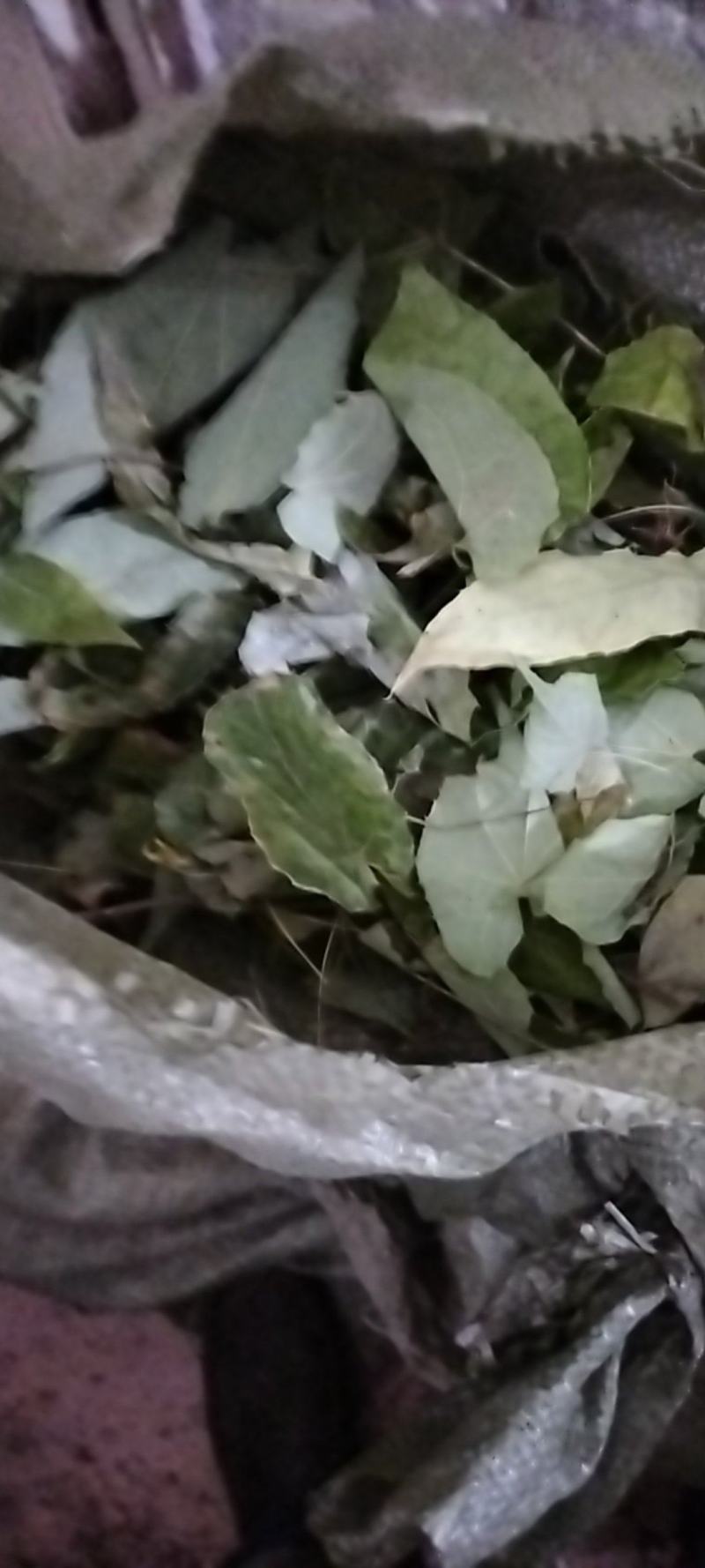 高山野生高含量绿色箭叶柔毛淫羊藿仙灵脾