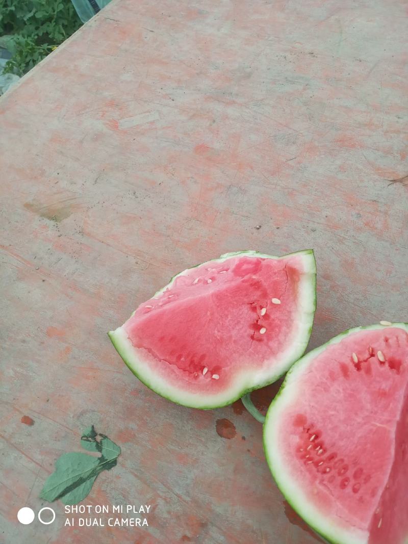 自家种植，美都，842无籽头茬皮薄脆甜地头出售。