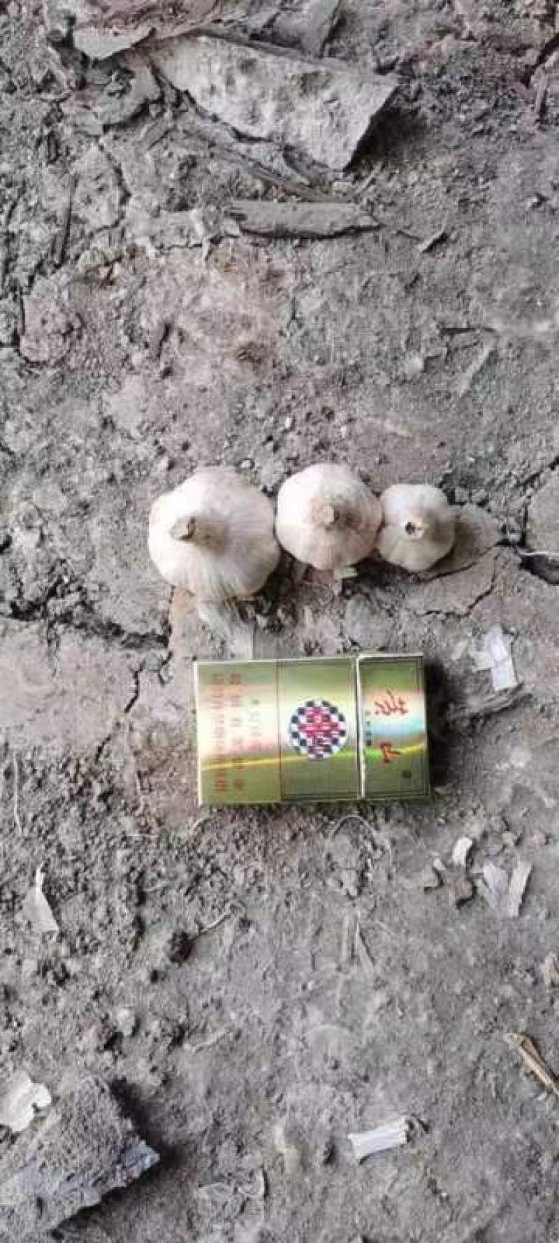 紫皮大蒜大量上市，支持视频看货，产地直发