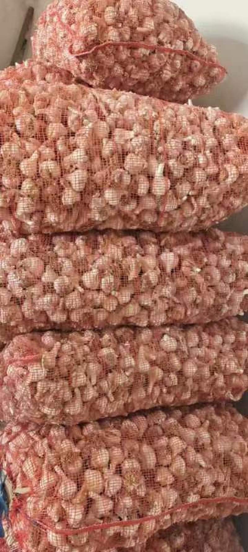 紫皮大蒜大量上市，支持视频看货，产地直发