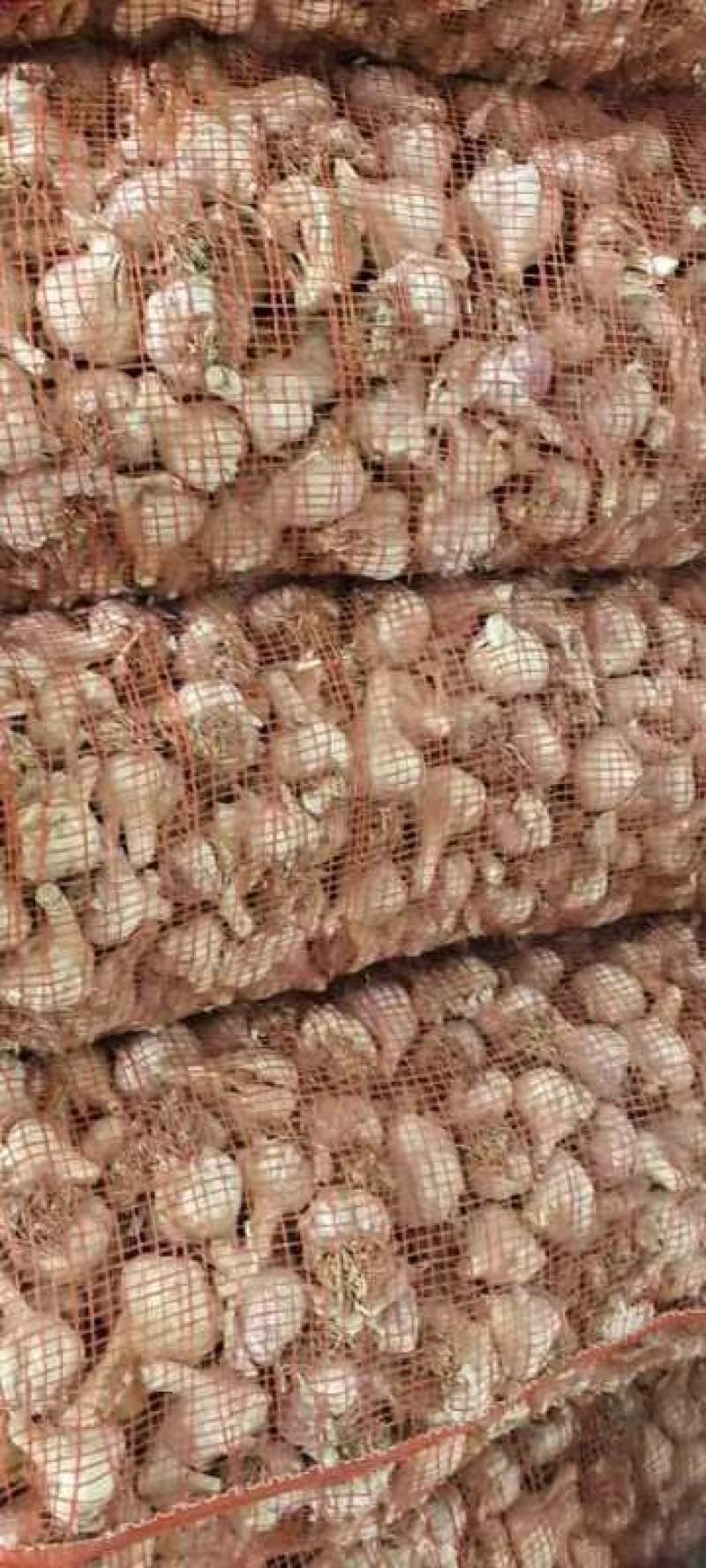 紫皮大蒜大量上市，支持视频看货，产地直发