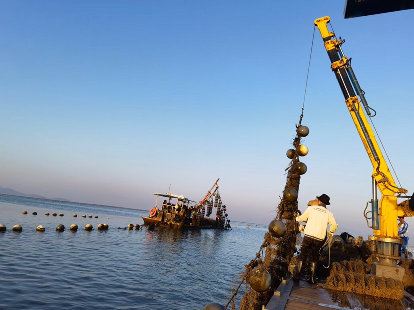 中国水产科学研究院黄海水产研究所实验室实景:研究人员正在对炭烤乳山生蚝样品进行营养成分定量分析,操作台放置HPLC仪器与标准化检测流程图,屏幕显示锌、牛磺酸、维生素B12的精确浓度数值,体现数据来源的权威性与科学性 专业实验室场景:科研人员手持移液枪向试管中加入烤生蚝提取液,背景为HPLC高效液相色谱仪与标注"Zn/Tau/B12"的检测数据图表