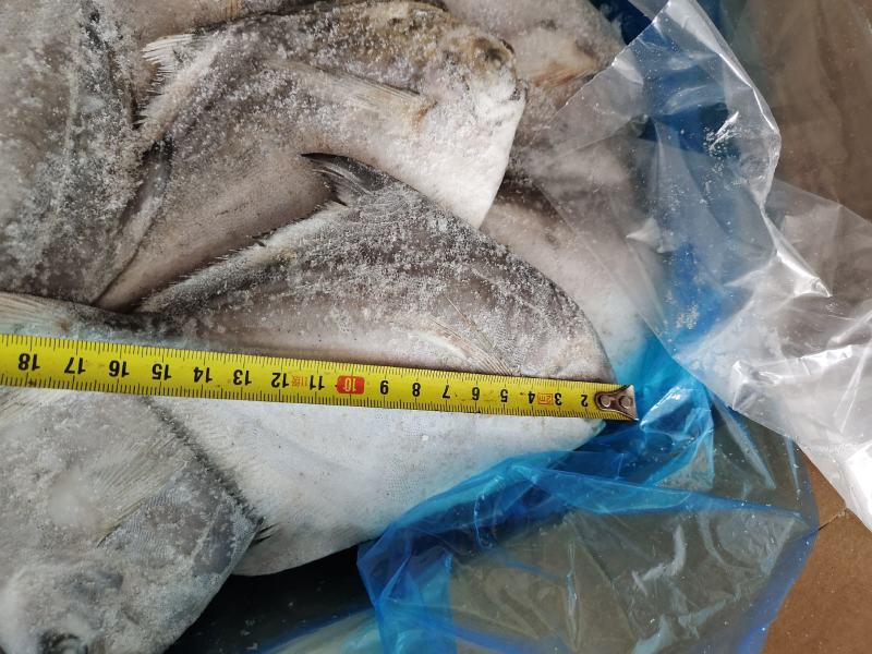 2.6/4两，冷水流网鲳鱼，大量有货，个头匀称
