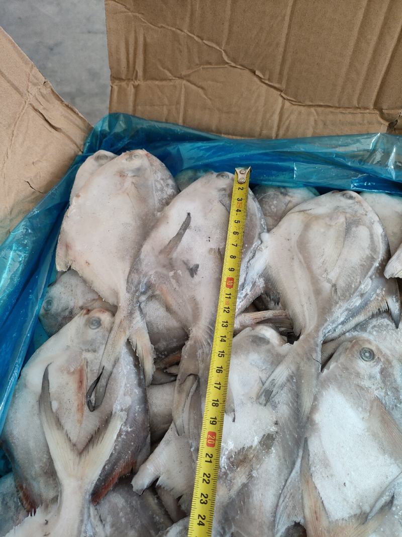 2.6/4两，冷水流网鲳鱼，大量有货，个头匀称