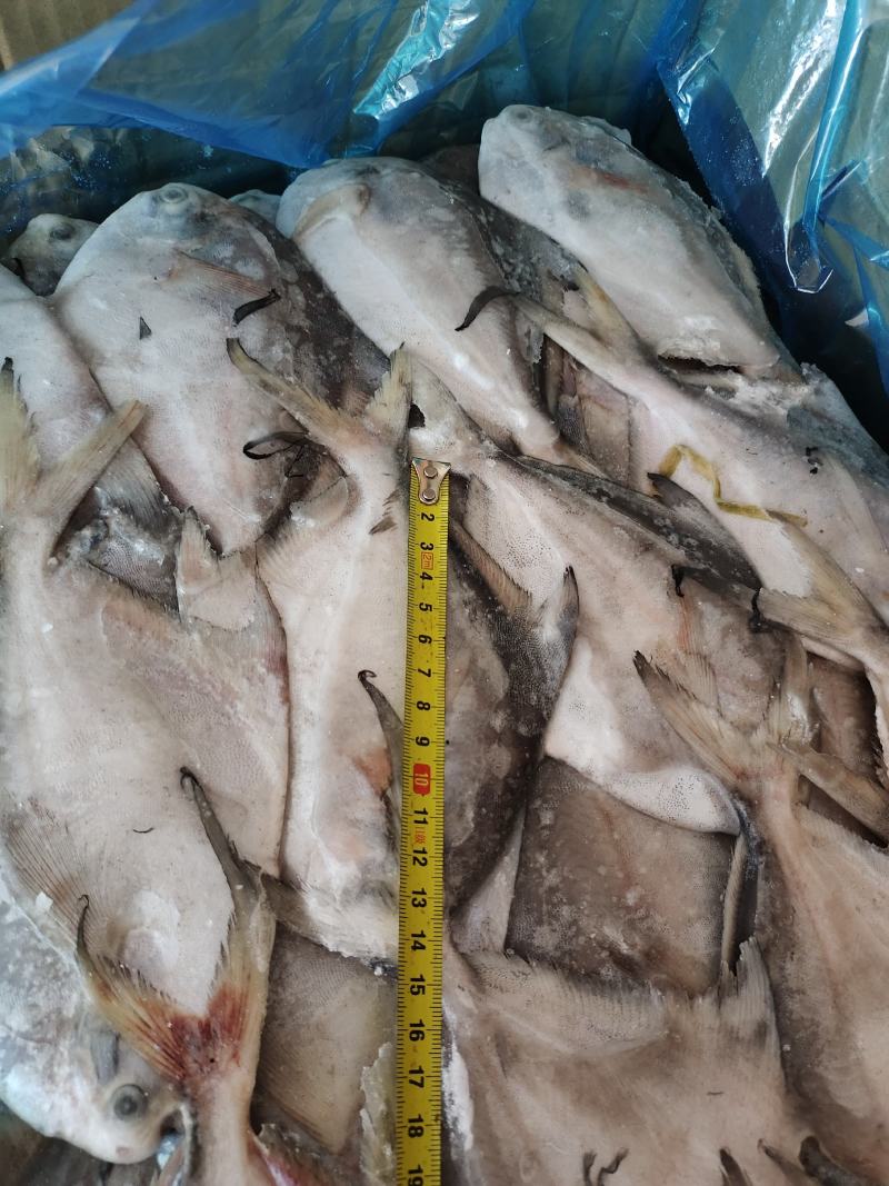 2.6/4两，冷水流网鲳鱼，大量有货，个头匀称