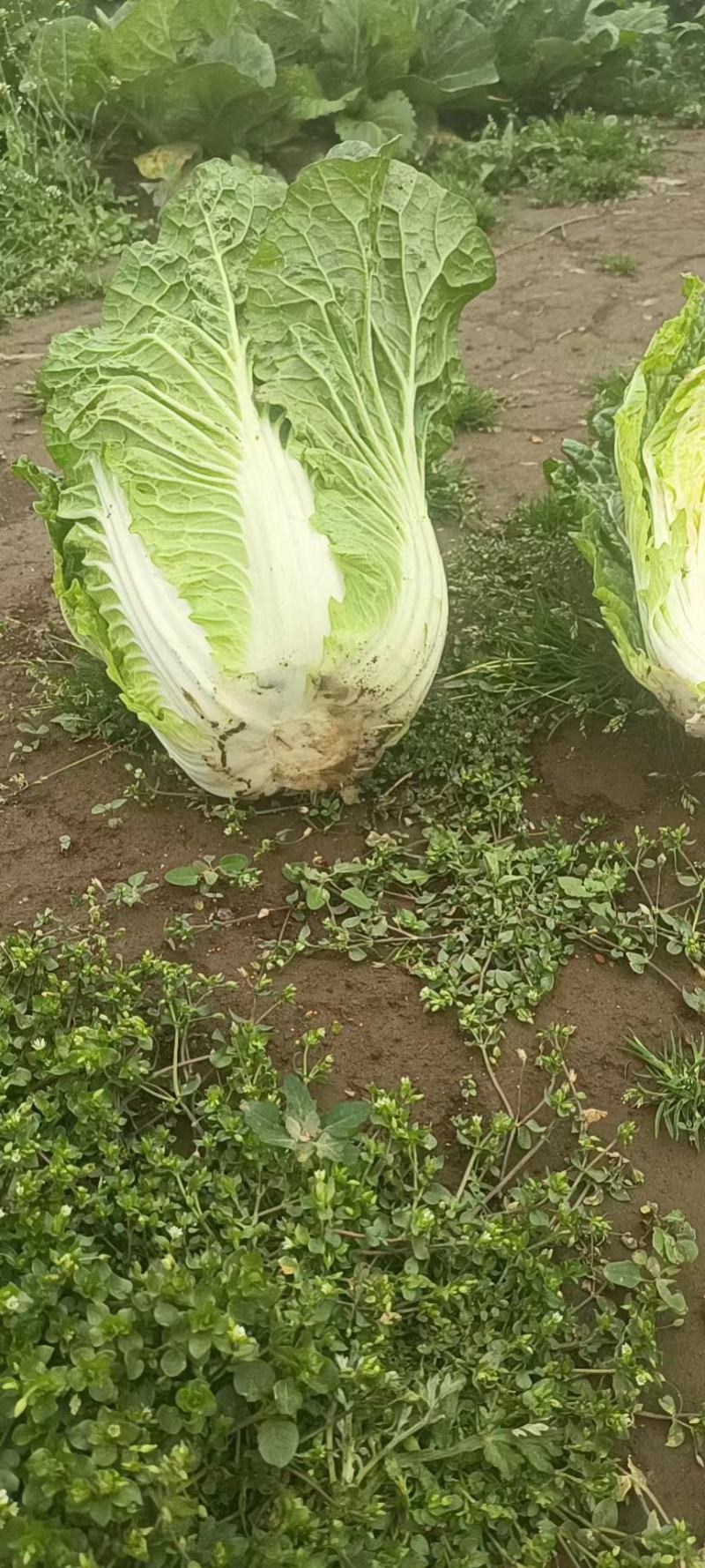 货好量大刚上市可以煮着吃炒着吃品质好有卖样清秀度特别好