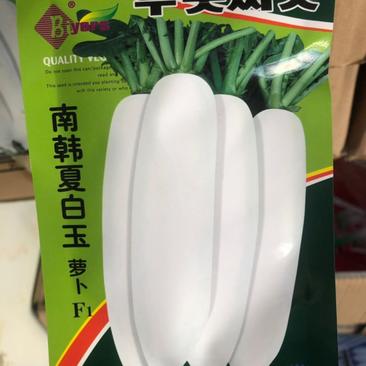 南韩夏白玉萝卜种子，耐热50天