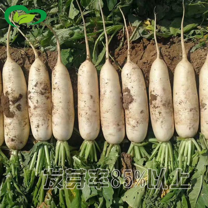 南韩夏白玉萝卜种子，耐热50天