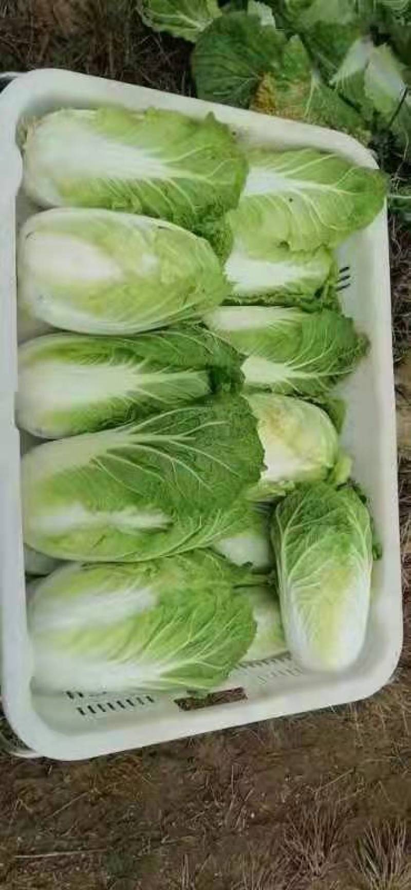 货好量大刚上市可以煮着吃炒着吃品质好有卖样清秀度特别好