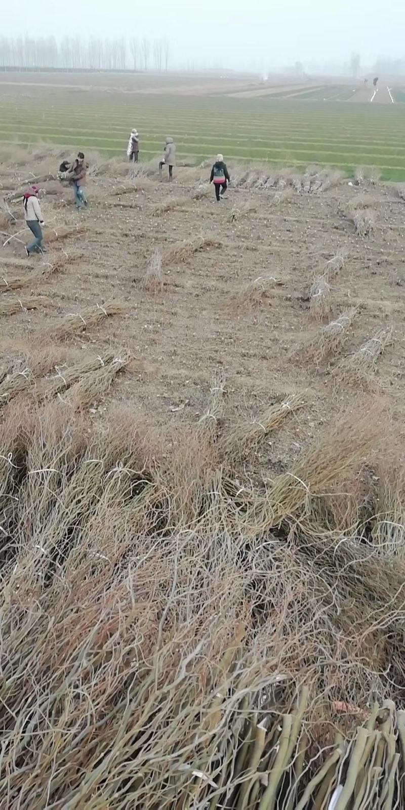 河北定州龙柳条鲜枝干枝水培树枝树苗室内装饰绿植干花花束