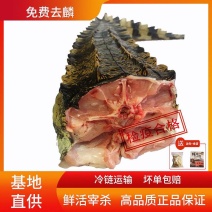 鳄鱼尾巴肉，新鲜现宰现卖，2斤，3斤规格真空包装！