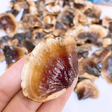 长白山金边小灵芝菌香不苦