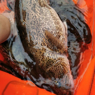 浙江原种斑鳜鱼苗