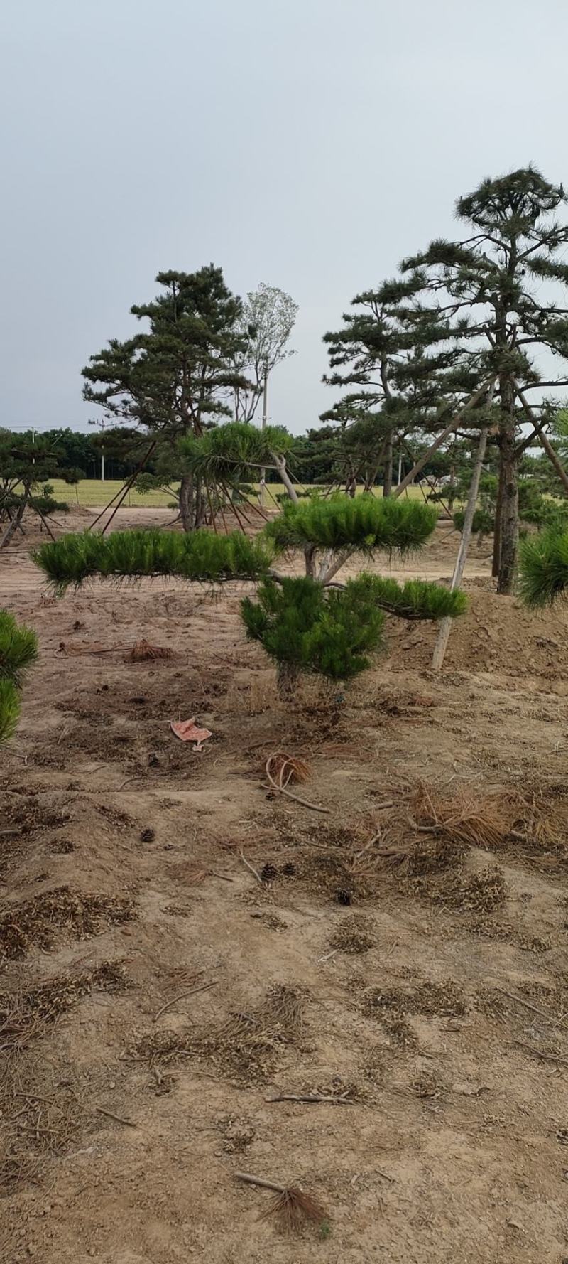 迎客松，造型松